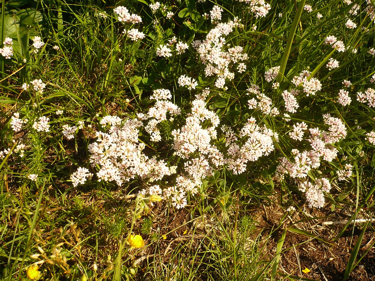Asperula pyrenaica (Rubiaceae)
